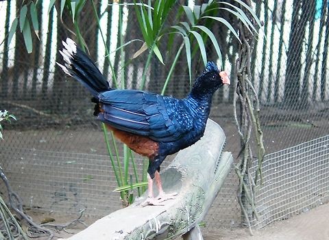 Razor-billed Curassow (Mitu tuberosum) A Razor-billed Curassow at the papagaaienpark Veldhoven. Geotagged,Mitu tuberosum,Papegaaienpark VeldHoven,Parrot Park Veldhoven,Razor-billed Curassow,The Netherlands