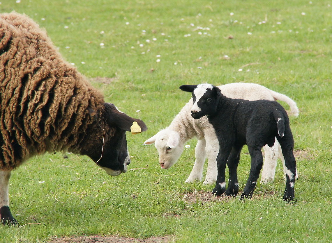 Two cute lambs Two cute lambs. Domestic sheep,Geotagged,Ovis aries,Sheep,The Netherlands
