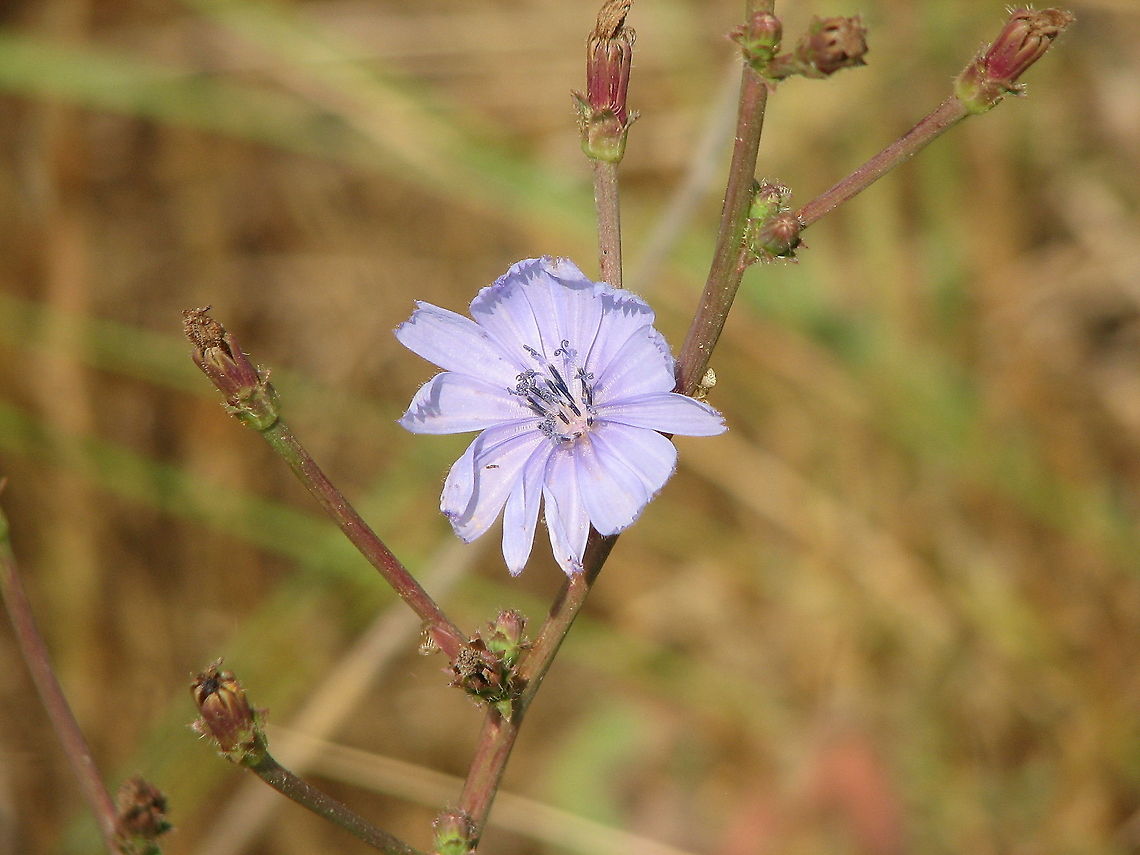 Flower of the common chicory Wild chicory leaves are usually bitter. Their bitterness is appreciated in certain cuisines, such as in the Liguria and Puglia regions of Italy and also in Catalonia (Spain), in Greece and in Turkey.<br />
By cooking and discarding the water the bitterness is reduced, after which the chicory leaves may be sauteed with garlic, anchovies and other ingredients. In this form the resulting greens might be combined with pasta or accompany meat dishes. Cichorium intybus,Common Chicory,France,Geotagged,common chicory
