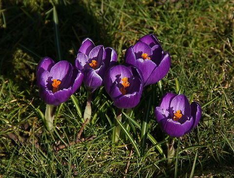 Crocus vernus subsp. vernus Lovely spring scene. Crocus vernus,Crocus vernus subsp. vernus,Geotagged,The Netherlands