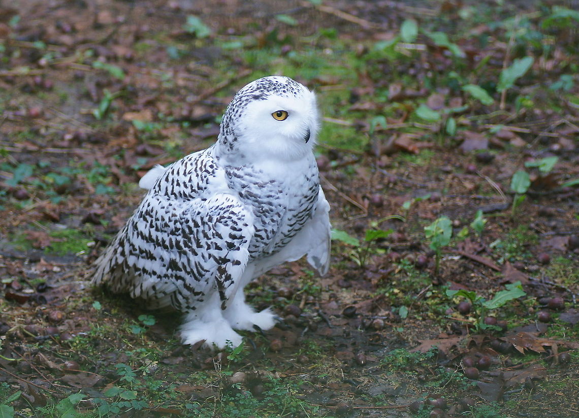 Snowy Owl (Bubo Scandiacus) The snow owl lives in the arctic regions. The feathered feet add to the isolation.<br />
Owls cannot turn their eyes, so they always need to turn their head in the direction they want to look.<br />
<br />
Picture taken at the pagaaienpark Veldhoven.<br />
 Bubo Scandiacus,Geotagged,Papegaaienpark VeldHoven,Parrot Park Veldhoven,Snowy Owl,The Netherlands