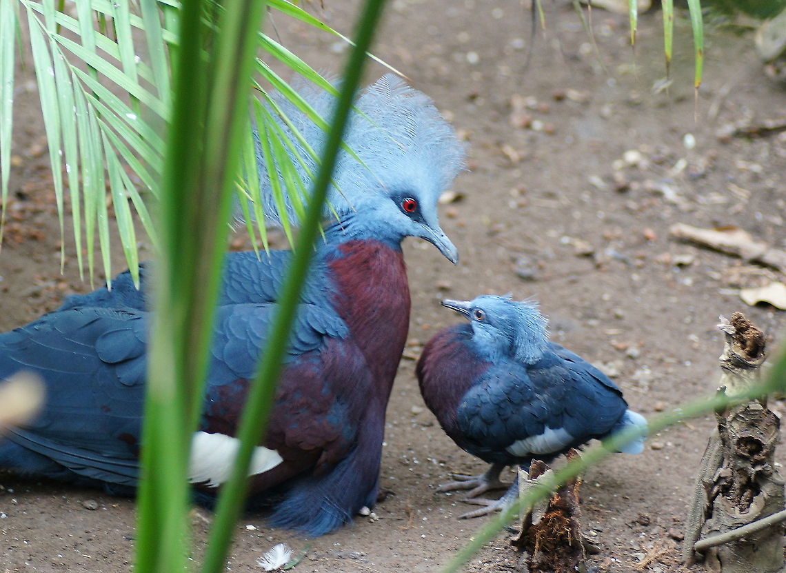 Victoria Crowned Pigeon with youngster The Victoria Crowned Pigeon lives in the lowland and swamp forests of northern New Guinea and surrounding islands. Its diet consists mainly of fruits, figs, seeds and invertebrates.<br />
The name commemorates the British monarch, Queen Victoria of the United Kingdom.<br />
<br />
(Picture taken at the papagaaienpark Veldhoven) Geotagged,Goura victoria,Papegaaienpark VeldHoven,Parrot Park Veldhoven,The Netherlands,Victoria Crowned Pigeon