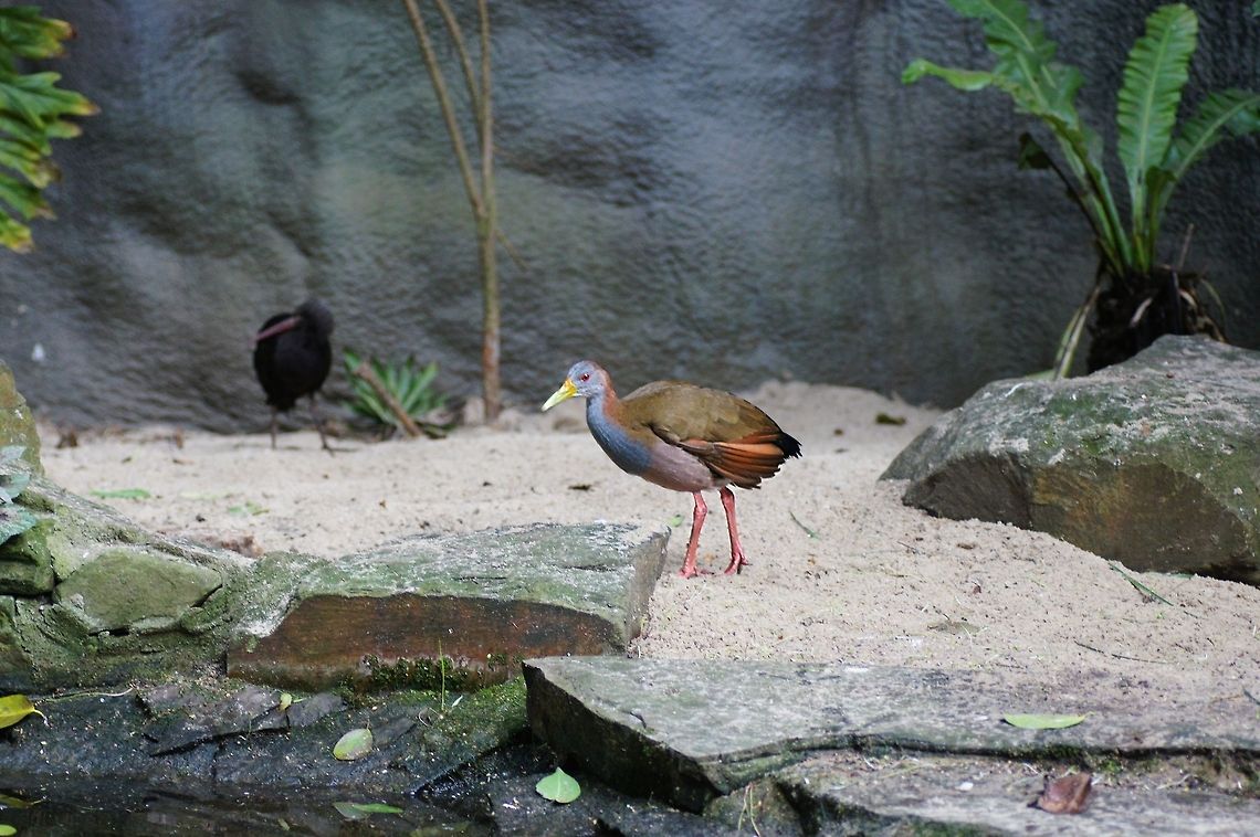 Grey-necked Wood Rail (Aramides cajanea) Grey-necked Wood Rail (Aramides cajanea).<br />
<br />
(picture taken at the papagaaienpark Velhoven) Aramides cajanea,Geotagged,Grey-necked Wood Rail,Papegaaienpark VeldHoven,Parrot Park Veldhoven,The Netherlands