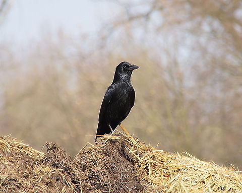 Carrion Crow (Corvus Corone) Carrion Crow (Corvus Corone) Carrion Crow,Corvus Corone,Geotagged,The Netherlands
