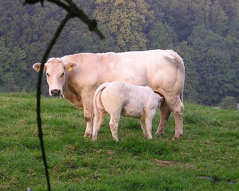 Cow with young Cow of the Belgium White-Blue breed with young. Bos primigenius indicus,Bos primigenius taurus,Cattle,Cows,Geotagged,The Netherlands,belgium white-blue