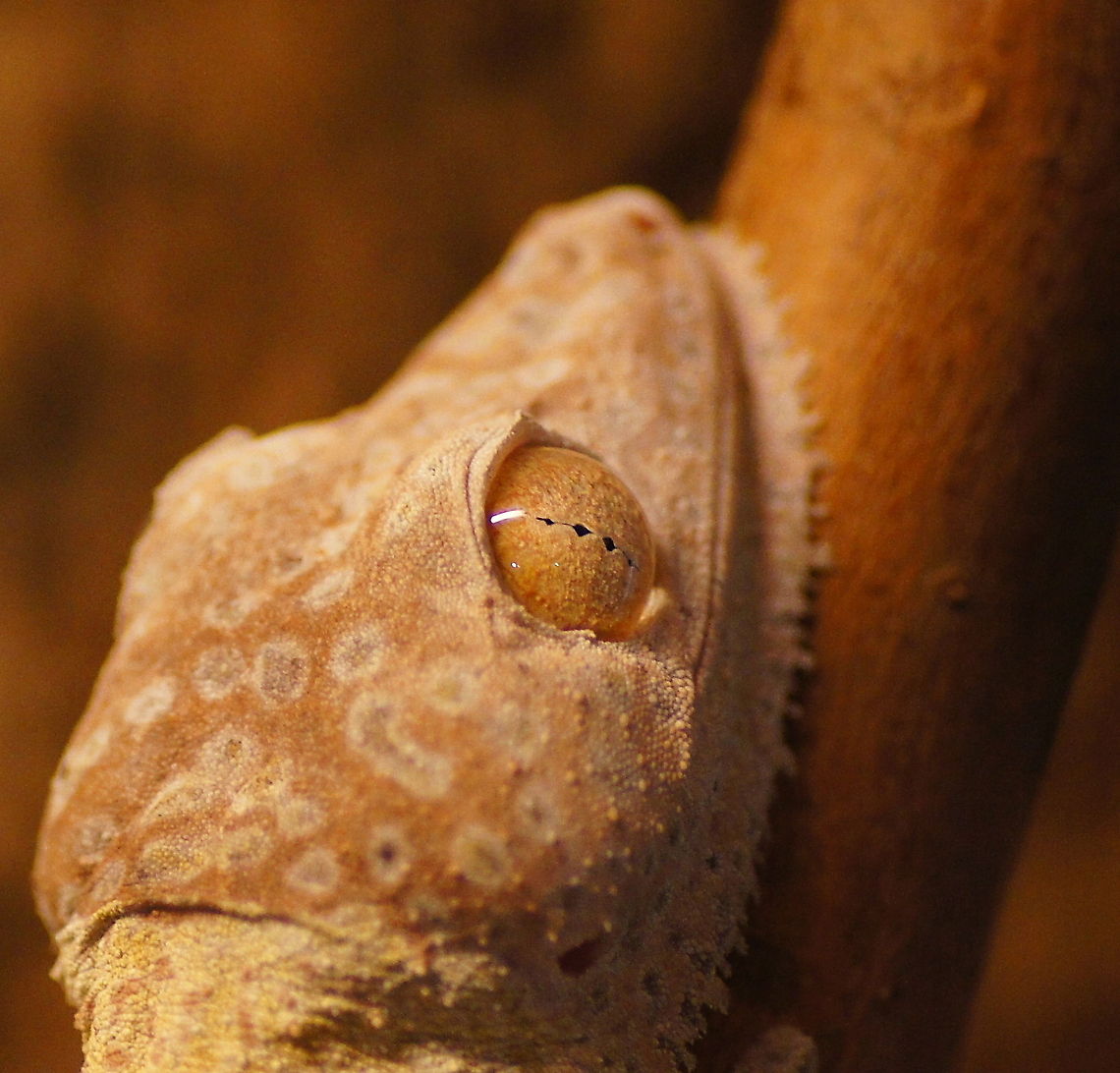 Head detail of Henkel's Leaf-tailed Gecko Detailed view of the head and eyes of henkel's gecko.<br />
The eyes of gecko's are very special. The pupil has a slit shaped opening to block more sunlight and the pupils can be closed interdependently from eachother. The spots are believed to add the ability to see depth. Also special is that the color of the iris is matched to the camouflage color, this is seldom seen in other animals. Gecko's lack eyelids, their eyes are protected by a transparent membrane and geckos are often seen cleaning this membrane with their tongue.<br />
 Geotagged,Henkel's Leaf-tailed Gecko,The Netherlands,Uroplatus Henkeli
