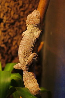 Henkel's Leaf-tailed Gecko (Uroplatus Henkeli) Henkel's Leaf-tailed Gecko (Uroplatus Henkeli).
Here the leaf-shaped tail can be seen where the gecko gets his name from.

(picture taken at 'dierenpark De Oliemeulen') Geotagged,Henkel's Leaf-tailed Gecko,Oliemeulen,The Netherlands,Uroplatus Henkeli