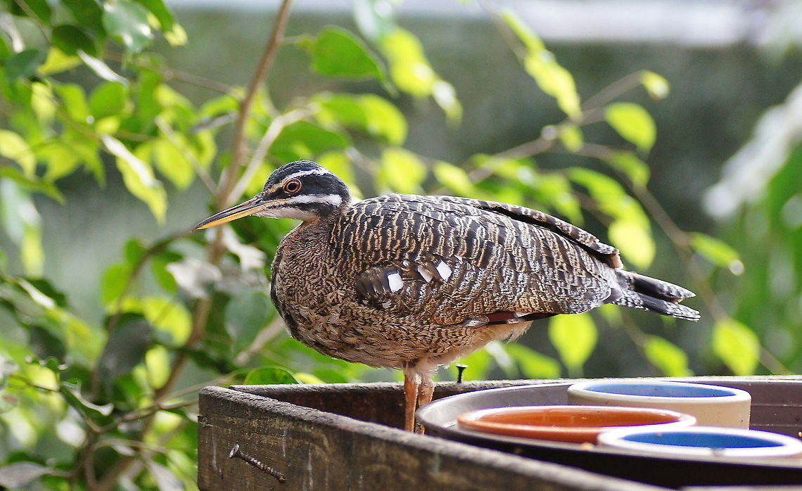 Sunbittern (Eurypyga helias) The sunbittern is found in the Amazon and Orinoco basins and in Central America.<br />
It is unmistakable and so unique that it is placed in its own family. Although it looks and acts a bit like a heron it seems to be most closely related to the Kagu Rhynochetos jubatus of New Caledonia, near Australia, so this relationship might go back to when Gondwanaland existed.<br />
When alarmed the sunbittern tries to ward off the threat by displaying enormous eye patterns on its wings.<br />
(source: <a href="http://www.arthurgrosset.com/sabirds/sunbittern.html)" rel="nofollow">http://www.arthurgrosset.com/sabirds/sunbittern.html)</a><br />
<br />
(Picture taken at papagaaienpark Veldhoven) Eurypyga helias,Geotagged,Sunbittern,The Netherlands