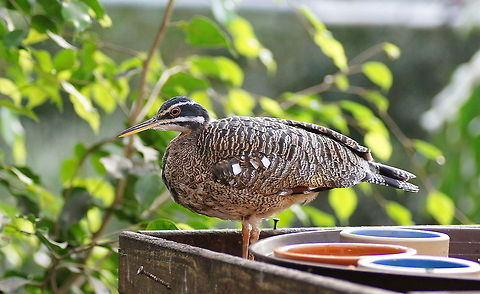 Sunbittern (Eurypyga helias) The sunbittern is found in the Amazon and Orinoco basins and in Central America.
It is unmistakable and so unique that it is placed in its own family. Although it looks and acts a bit like a heron it seems to be most closely related to the Kagu Rhynochetos jubatus of New Caledonia, near Australia, so this relationship might go back to when Gondwanaland existed.
When alarmed the sunbittern tries to ward off the threat by displaying enormous eye patterns on its wings.
(source: http://www.arthurgrosset.com/sabirds/sunbittern.html)

(Picture taken at papagaaienpark Veldhoven) Eurypyga helias,Geotagged,Sunbittern,The Netherlands