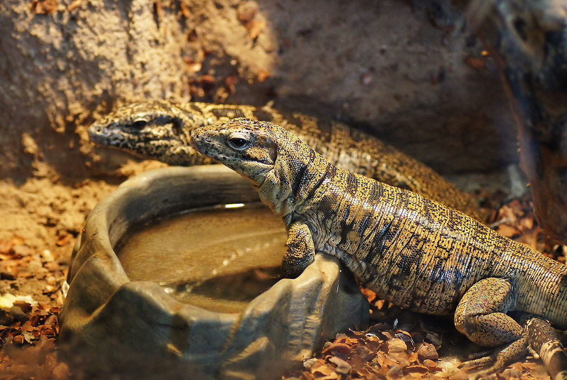 Gold Tegu (Tupinambis Teguixin) Gold tegus live in the tropical forests of northern and central South America.<br />
<br />
(picture taken at animal park De Oliemeulen) Geotagged,Gold Tegu,Gold tegu,Papegaaienpark VeldHoven,Parrot Park Veldhoven,Reptiles,The Netherlands,Tupinambis Teguixin,Tupinambis teguixin