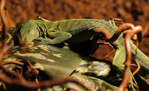 Sleeping monitor This Emerald Tree monitor (Varanus Prasinus) is doing a nap at 'dierenpark de Oliemeulen'.
The position looks uncomfortable to me... Emerald Tree Monitor,Emerald Tree monitor,Geotagged,The Netherlands,Varanus Prasinus,Varanus prasinus