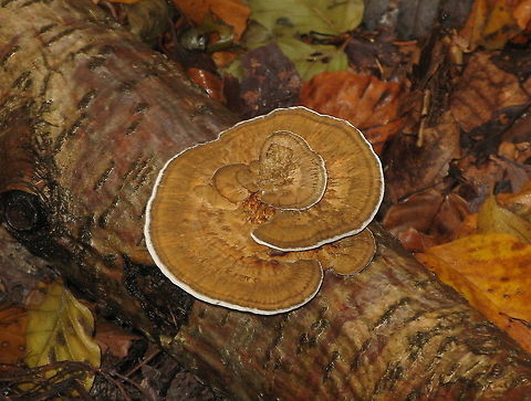 Trametes Versicolor Trametes Versicolor Fungus,Geotagged,Germany,Trametes Versicolor,Trametes versicolor
