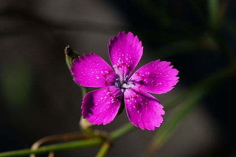 Maiden Pink (Dianthus Deltoides) Maiden Pink (Dianthus Deltoides) Dianthus Deltoides,Flowers,Geotagged,Maiden Pink,The Netherlands
