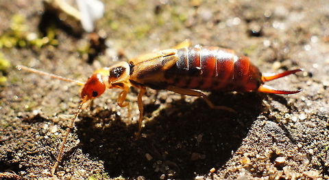 Earwig (Forficula Auricularia) The name "earwig" comes from the rumor that these insects crawl into human ears and enter the brain, but this is false. However, there have been cases of earwigs wandering into ears by mistake.
Earwigs spend the day time in cool, dark, inaccessible places such as flowers, fruits, and wood crevices. Active primarily at night, they seek out food ranging from plant matter to small insects. Earwig,Forficula Auricularia,Geotagged,Insects,The Netherlands