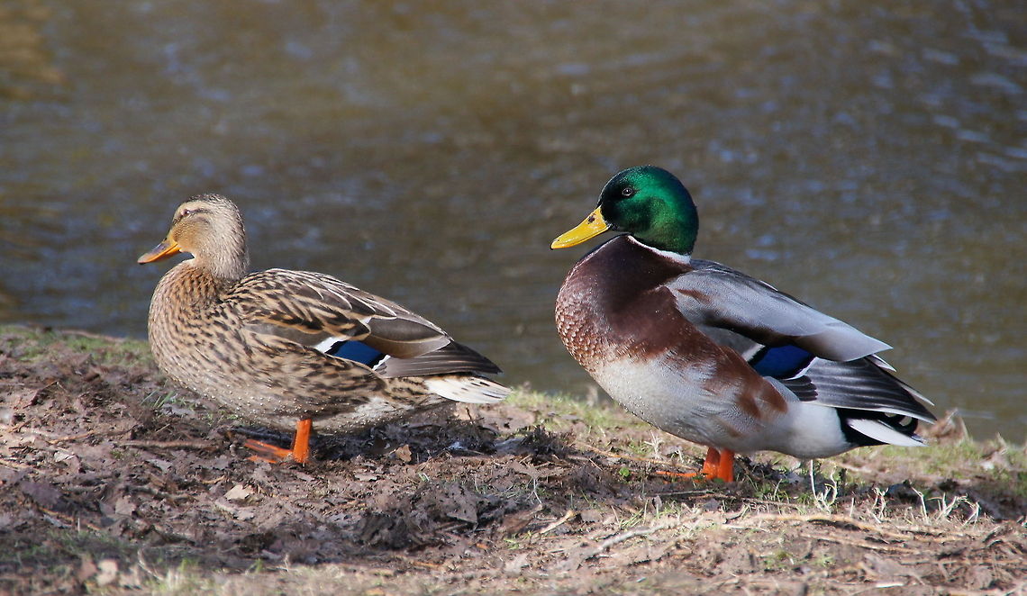 Wild Duck (Anas Platyrhynchos) Because they are very common I think the beauty of these birds is underestimated. Just look at the shiny 'metallic' green on the male or the blue patch on the female. Geotagged,The Netherlands