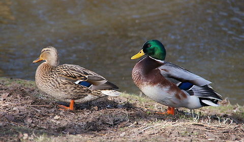 Wild Duck (Anas Platyrhynchos) Because they are very common I think the beauty of these birds is underestimated. Just look at the shiny 'metallic' green on the male or the blue patch on the female. Geotagged,The Netherlands