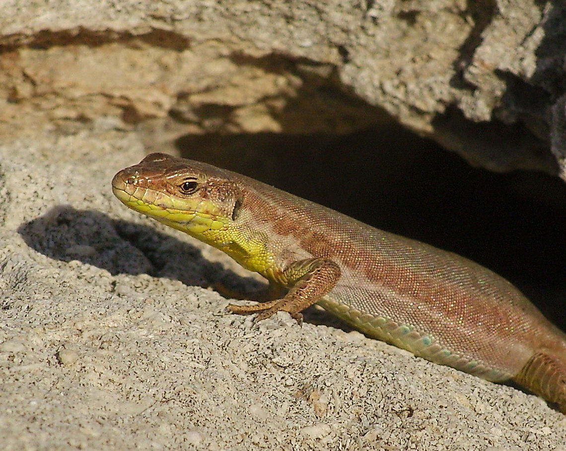 Maltese Wall Lizard (Podarcis filfolensis) Maltese Wall Lizard (Podarcis filfolensis) Geotagged,Lizard,Malta,Maltese Wall Lizard,Podarcis filfolensis,Reptiles