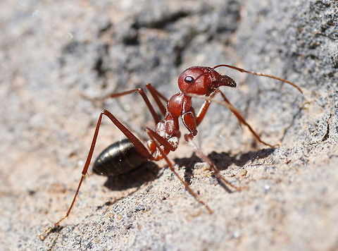 Moroccan ant This little ant was so friendly to pose for my macro lens. Ants,Fire ant,Formicidae,Geotagged,Insects,Morocco