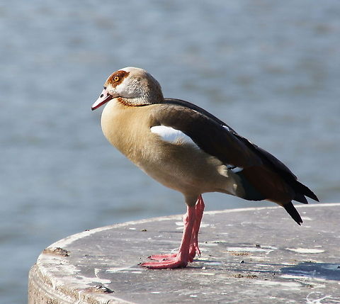 Egyptian Goose (Alopochen aegyptiacus) Egyptian Goose (Alopochen aegyptiacus) Alopochen aegyptiacus,Egyptian Goose,Geotagged,The Netherlands