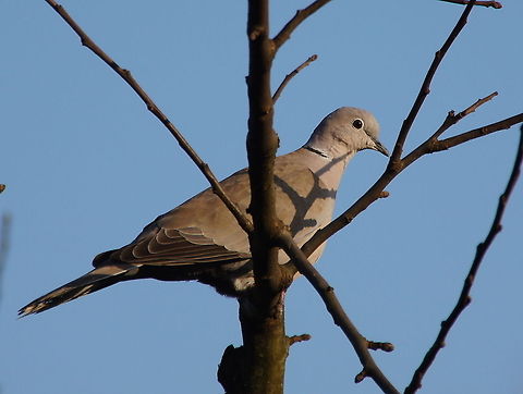 Collared Dove (Streptopelia decaocto) Collared Dove (Streptopelia decaocto) in a tree Collared Dove,Eurasian Collared Dove,Geotagged,Streptopelia decaocto,The Netherlands