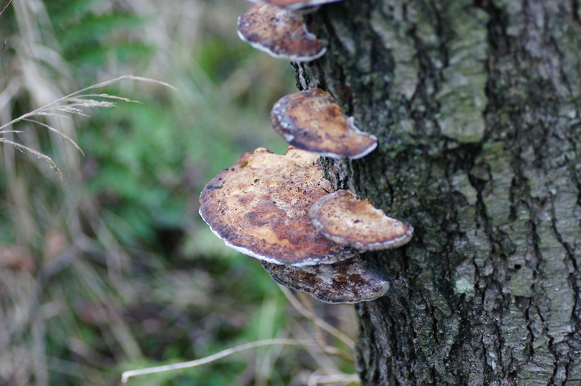 Turkeytail (Trametes versicolor) Like the name &acute;versicolor&acute; suggests this mushroom can have diferent colors (and shapes), but the fertile surface is always bright white.<br />
The wide range of colour variations of this attractive and durable fungus have given it many uses, at one time it was even used as a hat decoration. Geotagged,The Netherlands,Trametes Versicolor,Trametes versicolor,Turkey tail,mushroom