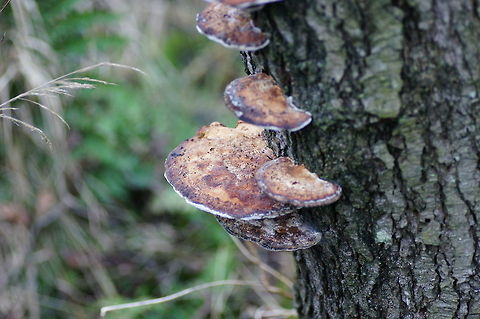 Turkeytail (Trametes versicolor) Like the name ´versicolor´ suggests this mushroom can have diferent colors (and shapes), but the fertile surface is always bright white.
The wide range of colour variations of this attractive and durable fungus have given it many uses, at one time it was even used as a hat decoration. Geotagged,The Netherlands,Trametes Versicolor,Trametes versicolor,Turkey tail,mushroom