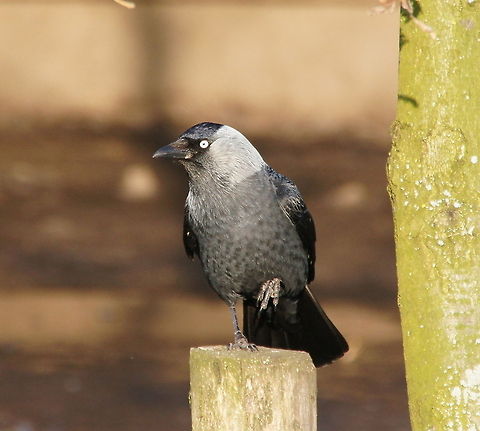 Jackdaw (Corvus monedula) Jackdaw showing his imitation of a hunting dog ;) Coloeus monedula,Corvus monedula,Geotagged,Jackdaw,The Netherlands,Western Jackdaw