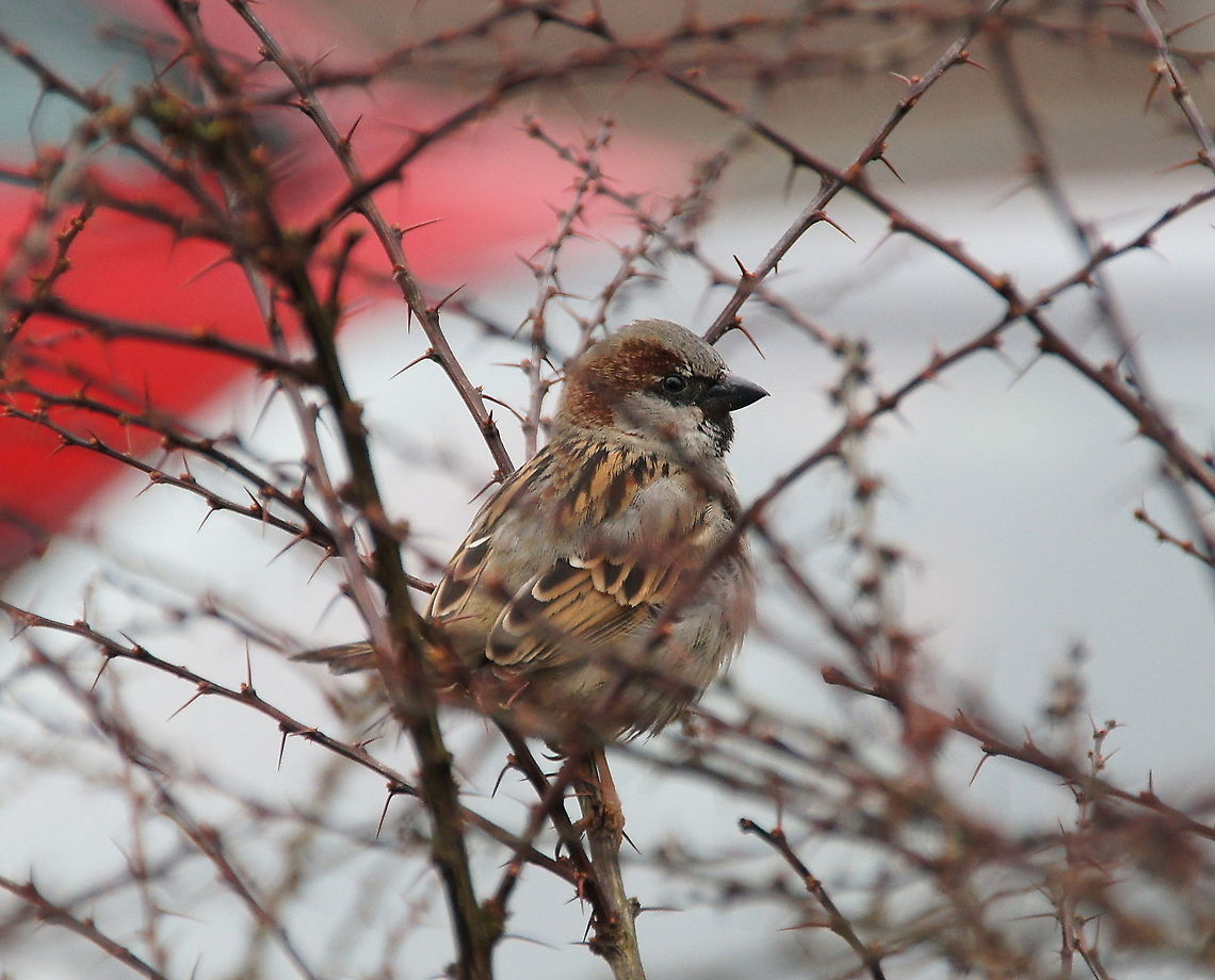 House Sparrow in thorny bush This house sparrow allowed me to approach hem very close. I guess he knew which kind of bush he was sitting in. Geotagged,House Sparrow,Passer domesticus,The Netherlands