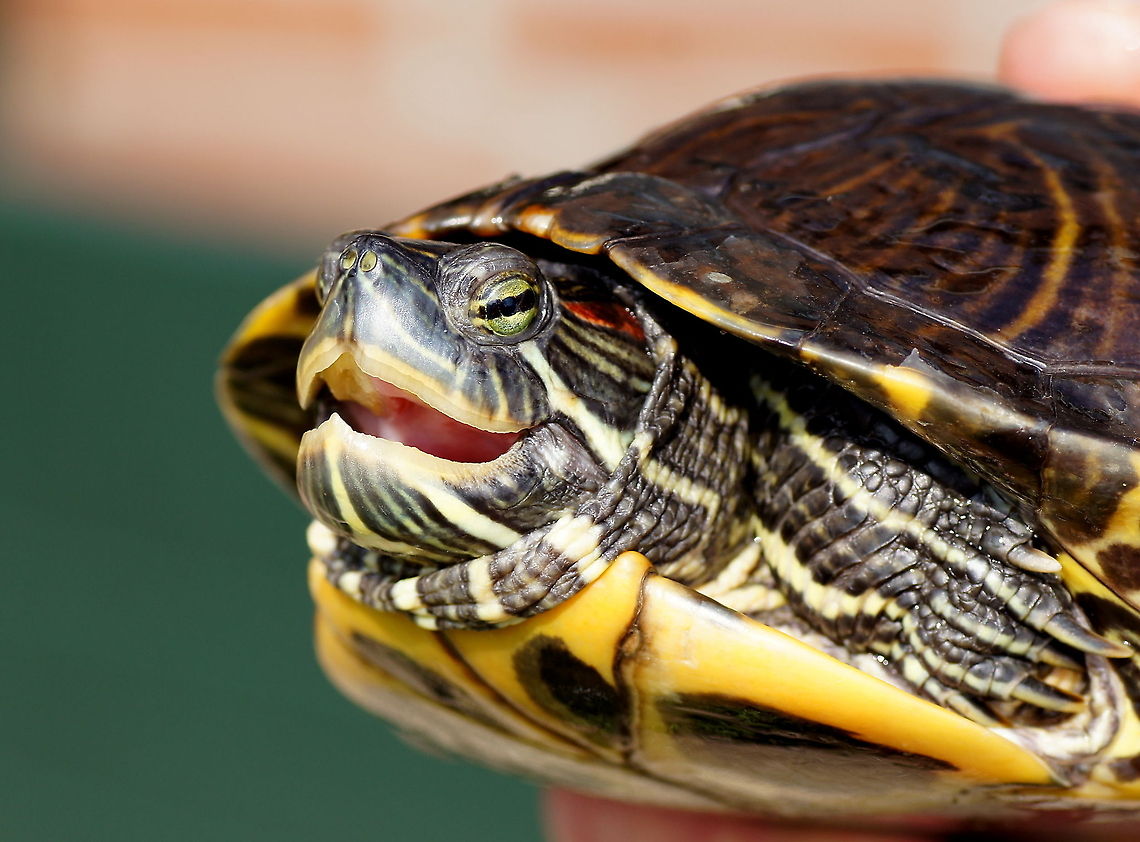 Threatening Red-eared slider This slider turtle is making clear that he doesn&#039;t like to be handled. And he is not just threatening, he really reaches out to try to bite. And when he manages to bite, he won&#039;t let go for minutes.<br />
These turtles are sold to kids as cute pets... Geotagged,Red-eared slider,The Netherlands,Trachemys scripta elegans,red-eared slider,roodwangschildpad