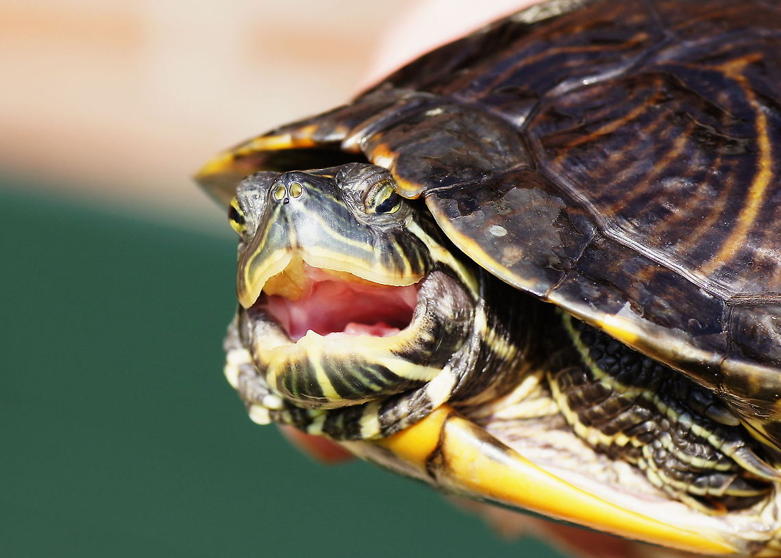Angry Red-eared slider How to say &quot;Back off!&quot; in turtle language. Geotagged,Red-eared slider,The Netherlands,Trachemys scripta elegans,red-eared slider,roodwangschildpad