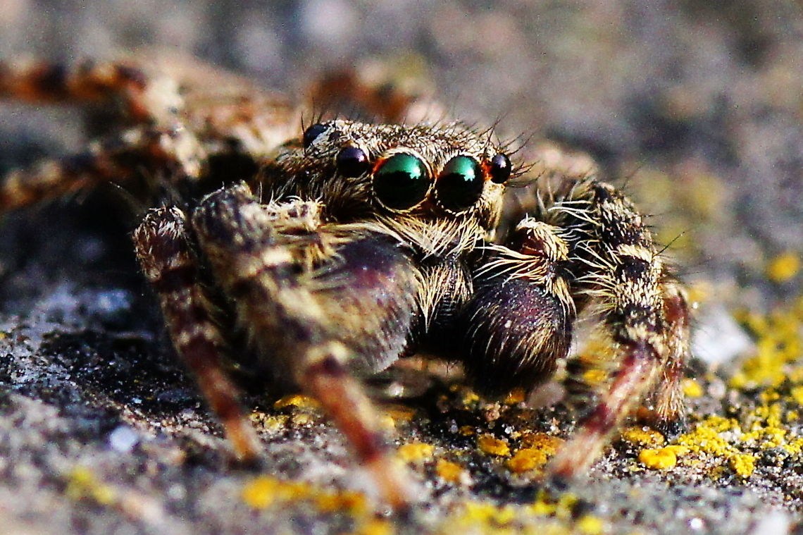 Marpissa the Jumping Spider I made this picture on a lazy sunday afternoon in my parents their garden. I had some spare time and the sun was shining so I picked up my camera with 90mm Tamron macro lens and started making a walk through the garden, keeping my eyes open for all insects flying and crawling around me. Within 5min I had spotted this adult jumping spider. <br />
My favorite spider specy because it actually sees and reacts on things closeby rather then just run or fly away like other insects usually do.<br />
I was able to persuade the spider to walk to a more picture friendly location and made some pictures. Some where shaky (hand held the camera) and at some the camera focussed on the wrong spot, but this one went well. Geotagged,Marpissa muscosa,Salticidae,The Netherlands,jumping spider,spider