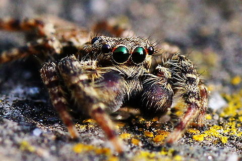 Marpissa the Jumping Spider I made this picture on a lazy sunday afternoon in my parents their garden. I had some spare time and the sun was shining so I picked up my camera with 90mm Tamron macro lens and started making a walk through the garden, keeping my eyes open for all insects flying and crawling around me. Within 5min I had spotted this adult jumping spider. 
My favorite spider specy because it actually sees and reacts on things closeby rather then just run or fly away like other insects usually do.
I was able to persuade the spider to walk to a more picture friendly location and made some pictures. Some where shaky (hand held the camera) and at some the camera focussed on the wrong spot, but this one went well. Geotagged,Marpissa muscosa,Salticidae,The Netherlands,jumping spider,spider