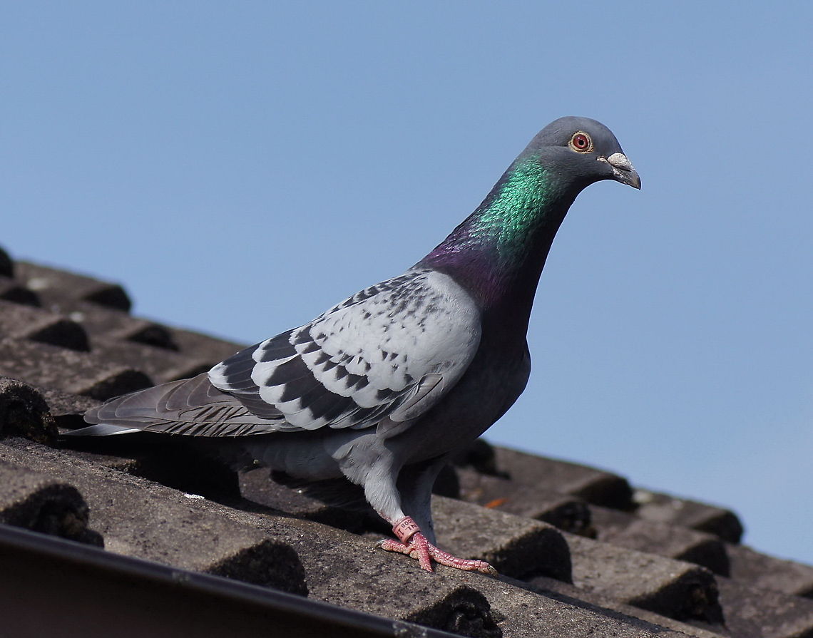 Competition Pigeon Slender body, streamlined feathers and healthy colors. This is a professional athlete on a break from its flight home. Birds,Columba livia,Geotagged,Rock Pigeon,The Netherlands