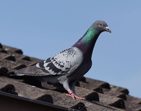 Competition Pigeon Slender body, streamlined feathers and healthy colors. This is a professional athlete on a break from its flight home. Birds,Columba livia,Geotagged,Rock Pigeon,The Netherlands
