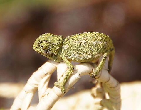 Little Chameleon for sale This poor poor little chameleon is for sale at the market in Marrakech (Morocco) for around &euro;3.
This beautifull creature will probably die soon :( Chameleons are difficult to keep and for this price it will probably be treated more like a disposable toy. Buying food for it is more expensive then buying a new one... Chamaeleo chamaeleon,Chameleon,Common Chameleon,Geotagged,Morocco,Reptiles,common Chameleon