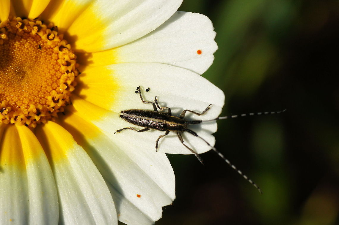 Longhorn beetle on chrysant Longhorn beetle (Agapanthia Cardui) on Garland Chrysanthemum (Leucanthemum Coronarium) Agapanthia Cardui,Agapanthia cardui,Garland chrysanthemum,Geotagged,Insects,Leucanthemum coronarium,Longhorn beetle,Morocco