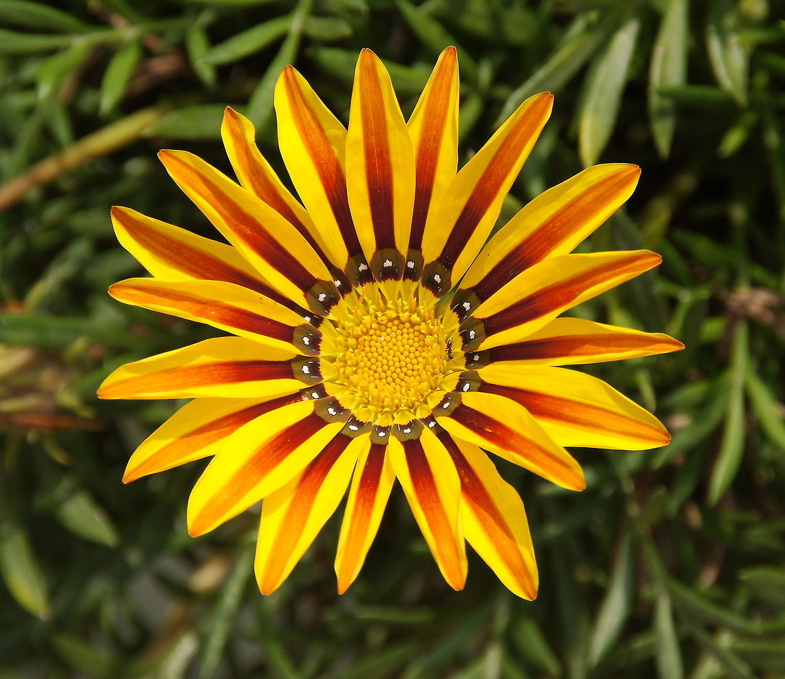 Shiny Gazania Let the sun shine in! These Gazania&#039;s only open when there is enough sun shining on them.<br />
Gazania rigens var. rigens (Clumping Gazania) Clumping Gazania,Flowers,Gazania rigens,Gazania rigens var. rigens,Geotagged,Turkey