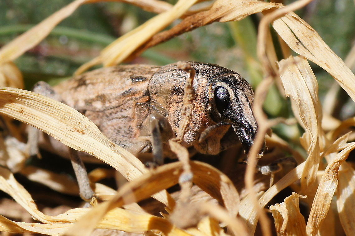 Snout beetle (Curculionidae)  Curculionidae,Geotagged,Morocco,Snout beetle,weevil