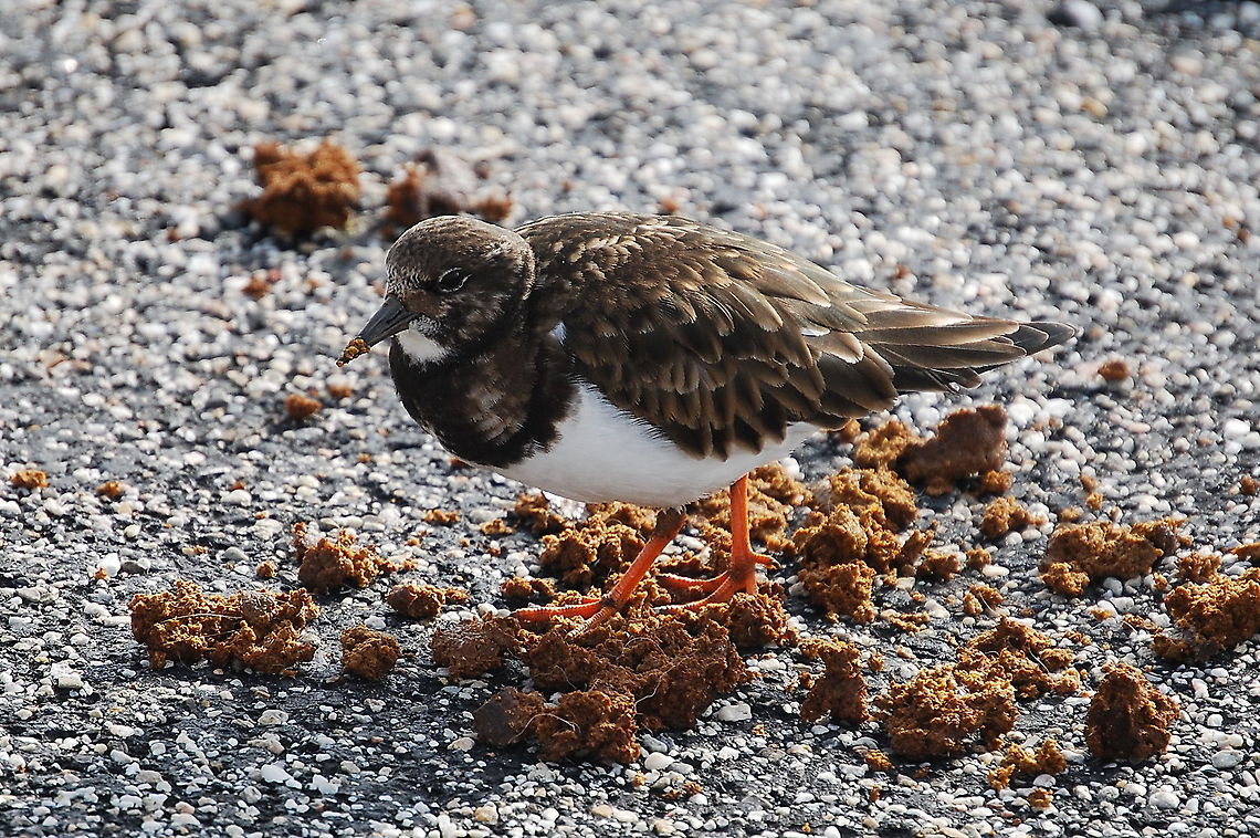 Ruddy Turnstone (Arenaria interpres) In dutch this bird is called &#039;steenloper&#039;, although in this case &#039;strontloper&#039; would be more appropriate ;) Arenaria interpres,Birds,Geotagged,Ruddy Turnstone,Steenloper,The Netherlands
