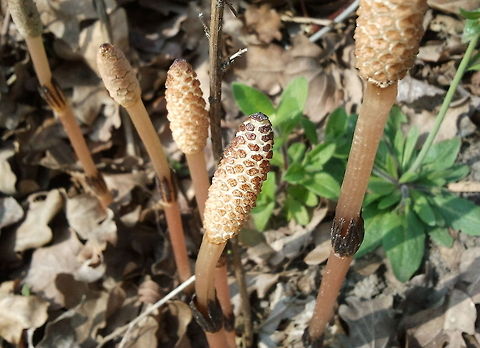 Field Horsetail (Equisetum arvense) The field horsetail is the surviving member of a breed of plants which ruled the world in the dinosaur age. It can grow on heavily polluted soil where no other plants can grow.
As weed it is very difficult te get rid of. The roots can grow to 3m deep in the ground and it is insensitive to many herbicides.

Picture taken with my mobile phone (Samsung Galaxy S). No software editing done except some cropping. I am impressed by the sharpness of this miniature lens and sensor. Equisetum arvense,Geotagged,The Netherlands