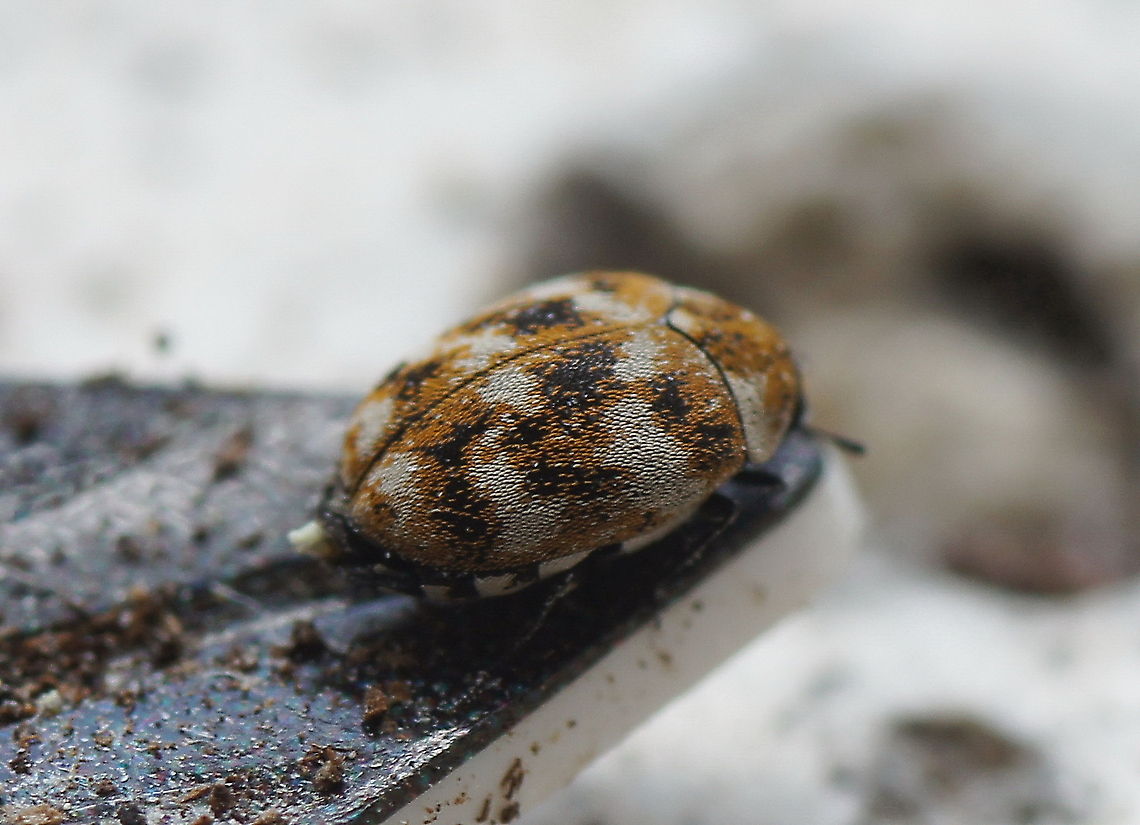 8-bit Beetle The color pattern of this Carpet Beetle reminds me of a low-resolution digital print, so i call it a 8-bit beetle ;)<br />
The Athrenus species are also called &#039;museum beetles&#039; because they feed on dead insects. They can ruin a (dead) insect collection.<br />
<br />
This beetle is alive and after a few minutes it decided to quit modelling and ran away. It is very small (about 3mm long) so I had to use a macro extension tube (2:1). For reference, the plastic plate the beetle is sitting on is 0,7mm thick. Anthrenus verbasci,Beetles,Geotagged,Insects,The Netherlands,Varied carpet beetle,carpet beetle