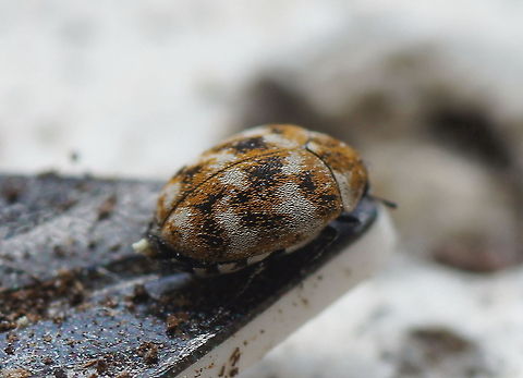 8-bit Beetle The color pattern of this Carpet Beetle reminds me of a low-resolution digital print, so i call it a 8-bit beetle ;)
The Athrenus species are also called 'museum beetles' because they feed on dead insects. They can ruin a (dead) insect collection.

This beetle is alive and after a few minutes it decided to quit modelling and ran away. It is very small (about 3mm long) so I had to use a macro extension tube (2:1). For reference, the plastic plate the beetle is sitting on is 0,7mm thick. Anthrenus verbasci,Beetles,Geotagged,Insects,The Netherlands,Varied carpet beetle,carpet beetle