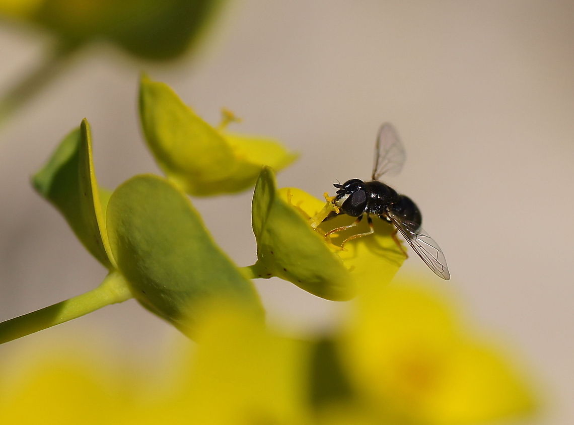 I'm Lovin it Tiny hoverfly enjoying his drink.<br />
<br />
<br />
(Plant is probably Caper Spurge - Euphorbia lathyris) Caper Spurge,Geotagged,Morocco