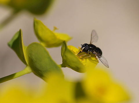 I'm Lovin it Tiny hoverfly enjoying his drink.


(Plant is probably Caper Spurge - Euphorbia lathyris) Caper Spurge,Geotagged,Morocco