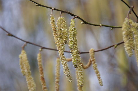 Hazel seeds waving in the wind Seeds of the hazel.

  Corylus avellana,Geotagged,The Netherlands,hazel