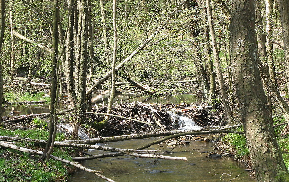 Beaver dam This is a dam made by beavers. They do this to keep the water level constant. Castor fiber,Eurasian Beaver,Geotagged,Germany