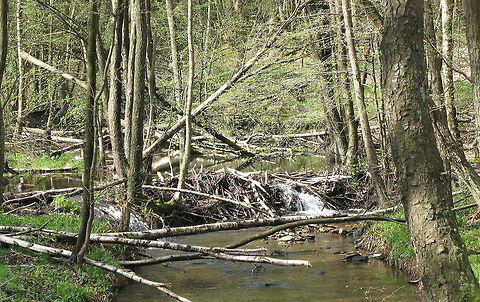 Beaver dam This is a dam made by beavers. They do this to keep the water level constant. Castor fiber,Eurasian Beaver,Geotagged,Germany