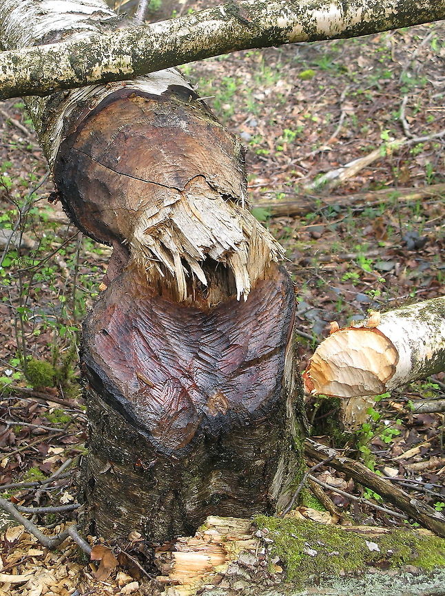 Tree cut by beaver When I saw the beaver dam and sam that there where fallen trees I was keen on taking a look how the cutting surface looked like. I was impressed by the smoothness of the surface. Like it takes no effort at all to cut such a tree. Castor fiber,Eurasian Beaver,Geotagged,Germany