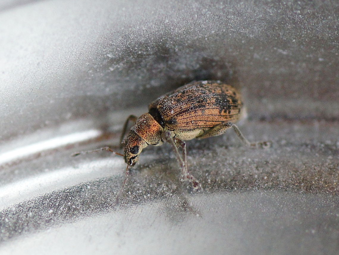 Beetle in Black The site ahw.me says this Phyllobius Betulinus beetle is one of the better looking snout beetles with his black base color and shiny gold hairs. I can only say that I agree. It also looks like it has sunglasses on ;)<br />
<br />
 Geotagged,Insects,The Netherlands