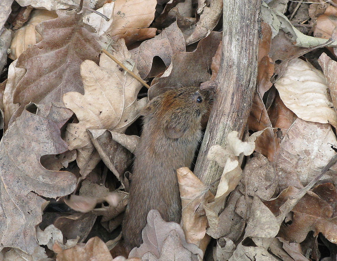 Wood mouse searching his nut We saw this wood mouse with a hazelnut in his mouth. But as soon it saw us it dropped his nut and hide between the leaves. I kept my camera ready and after 10seconds or see he appeared again. First searching for his nut, as soon he found it he raced towards his nest.<br />
<br />
Dutch name is &#039;bosmuis&#039;. I am not completely sure about the ID. All these mouse species look the same to me. Apodemus sylvaticus,Geotagged,Germany,Wood mouse